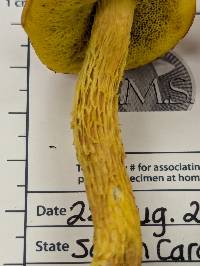 Aureoboletus betula image
