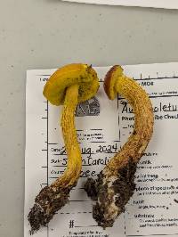 Aureoboletus betula image