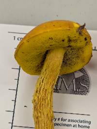 Aureoboletus betula image