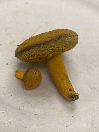 Aureoboletus auriflammeus image
