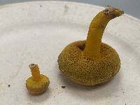 Aureoboletus auriflammeus image