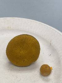 Aureoboletus auriflammeus image