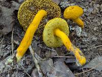 Aureoboletus auriflammeus image