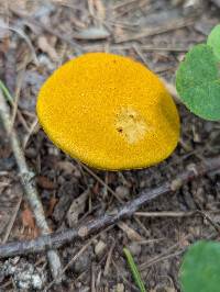 Aureoboletus auriflammeus image