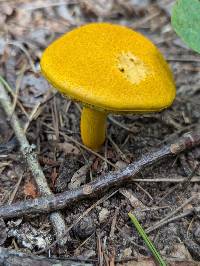 Aureoboletus auriflammeus image