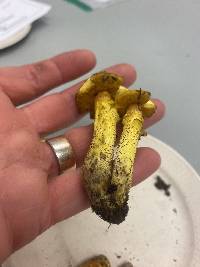 Boletus morrisii image