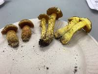 Boletus morrisii image