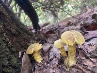 Boletus morrisii image