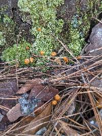 Xeromphalina campanelloides image