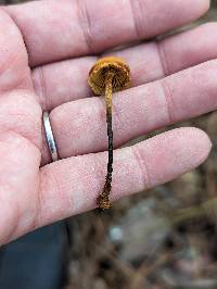Xeromphalina campanelloides image