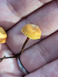 Xeromphalina campanelloides image