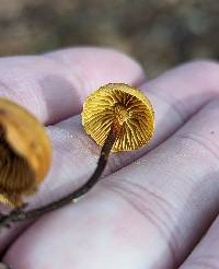 Xeromphalina campanelloides image