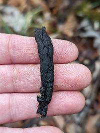 Xylaria mali image