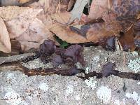 Exidia crenata image