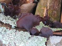 Exidia crenata image