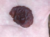 Exidia crenata image