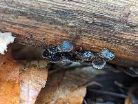 Resupinatus trichotis image