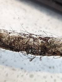 Marasmiellus tenerrimus image