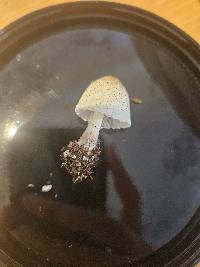 Leucocoprinus ianthinus image