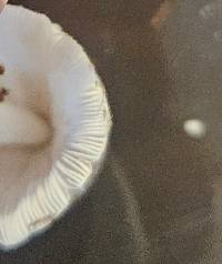 Leucocoprinus ianthinus image