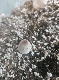 Leucocoprinus ianthinus image