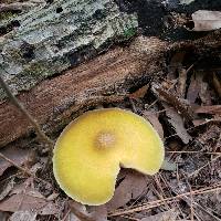Pluteus mammillatus image