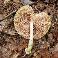 Pluteus mammillatus image