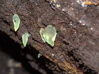 Image of Gloeomucro dependens