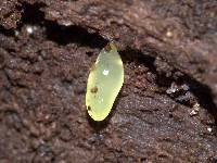 Gloeomucro dependens image