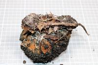 Wynnea sparassoides image