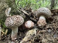 Amanita westii image
