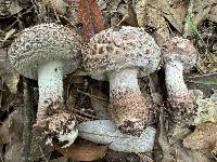 Amanita westii image