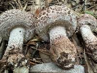 Amanita westii image