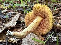 Amoenoboletus weberi image