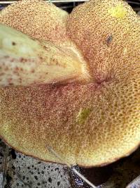 Amoenoboletus weberi image