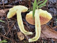 Amoenoboletus weberi image
