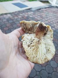 Russula lilacipes image