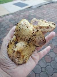 Russula lilacipes image