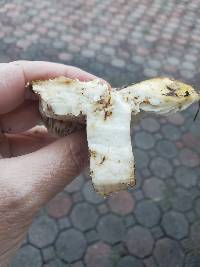 Russula lilacipes image
