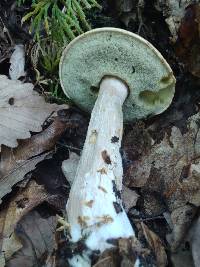 Boletus atkinsonianus image