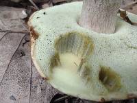 Boletus atkinsonianus image