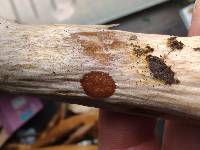 Boletus atkinsonianus image