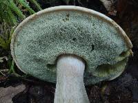 Boletus atkinsonianus image
