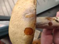 Boletus atkinsonianus image