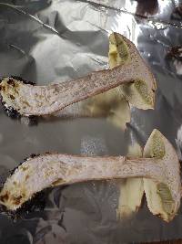 Boletus atkinsonianus image