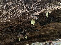 Gloeomucro dependens image