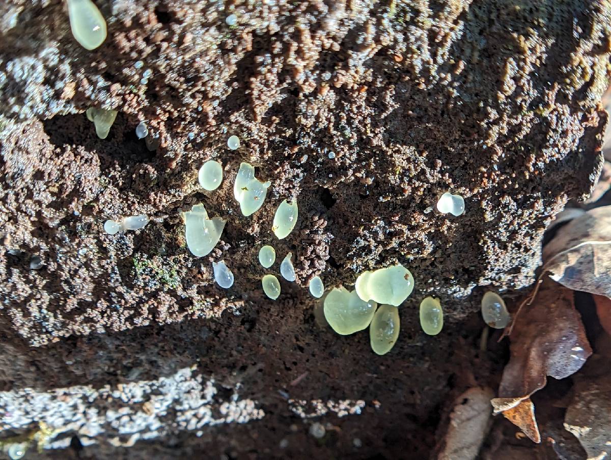 Gloeomucro dependens image