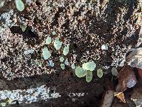 Gloeomucro dependens image