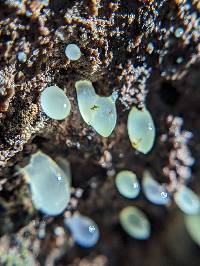 Gloeomucro dependens image