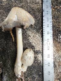Coprinopsis strossmayeri image